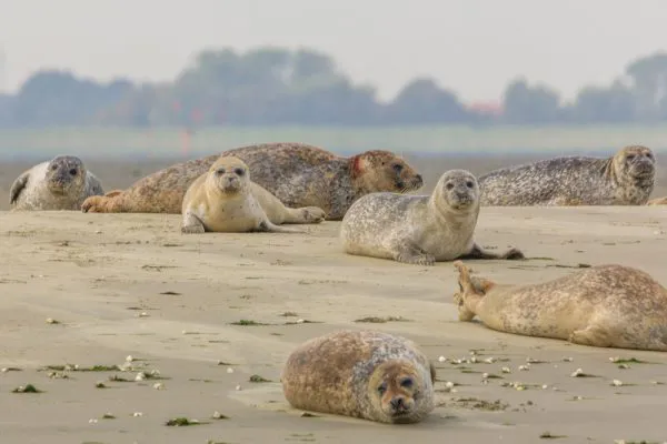 Zeehonden voor de kust